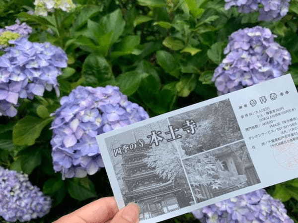 5万本の紫陽花と6千本の花菖蒲！千葉県のあじさい寺【本土寺】へ行こう1.jpg