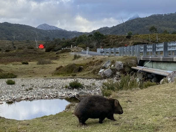 【オーストラリア・タスマニア】野生のウォンバット天国！クレイドルマウンテン国立公園