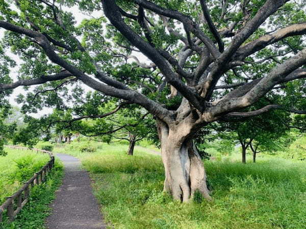 【逗子】大崎公園の魅力を地元ライターが写真付きで紹介～のどかな自然が魅力～1.jpg