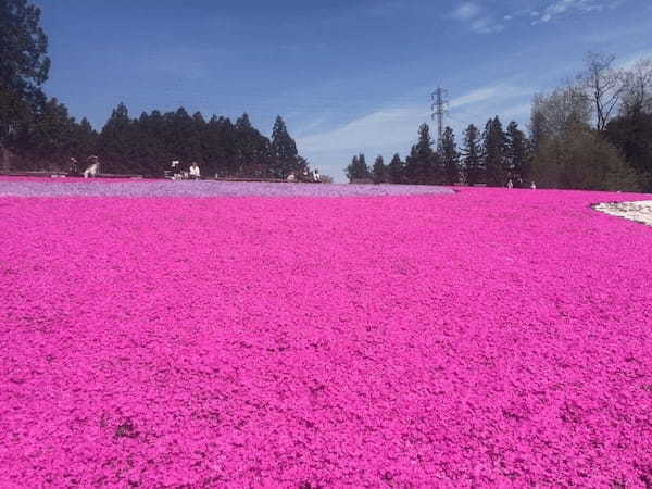 春の国内旅行におすすめの観光地44選！春がベストシーズンの旅先ガイド1.jpg