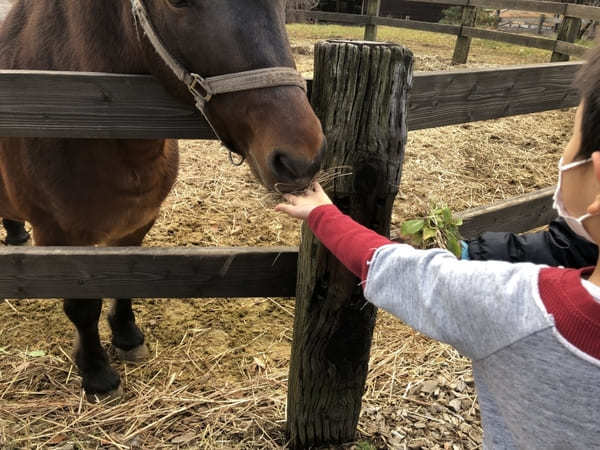 【木曽馬の里】愛らしい「木曽馬」に癒されよう（長野・開田高原）