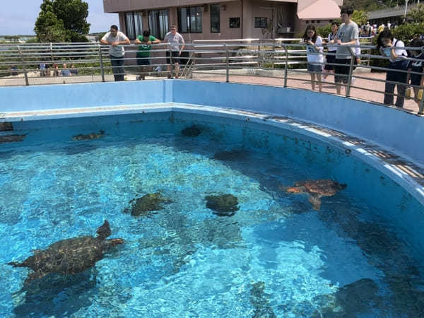 【沖縄美ら海水族館】のチケットは買わなくてOK！イルカショーはなぜ無料？