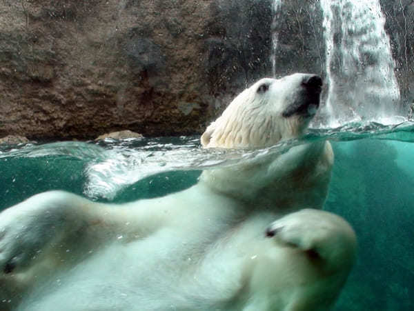 行動展示で大人気！大人もハマる「旭山動物園」徹底ガイド