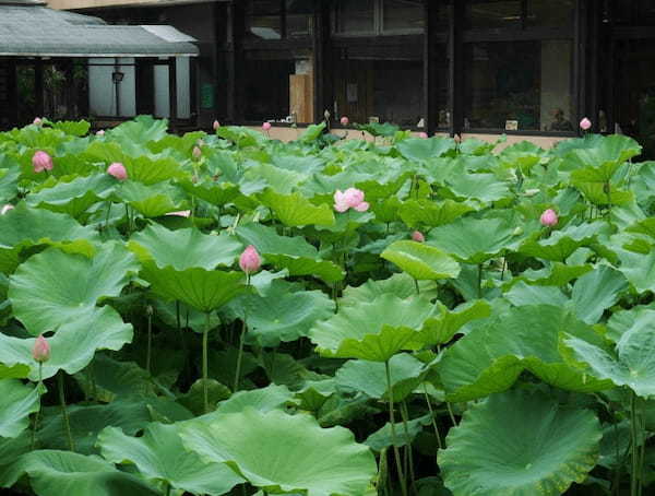 【三重】巨大な建築物に圧倒！夏の蓮も美しい「高田本山専修寺」1.jpg