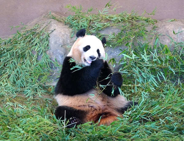 オンラインで可愛いパンダが楽しめる世界の動物園！