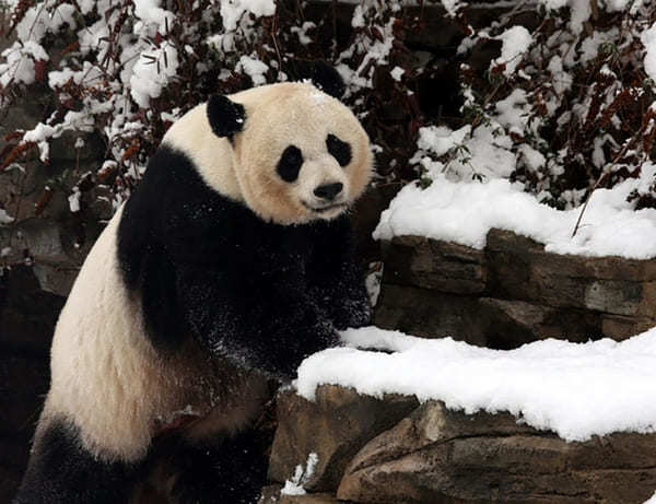 オンラインで可愛いパンダが楽しめる世界の動物園！