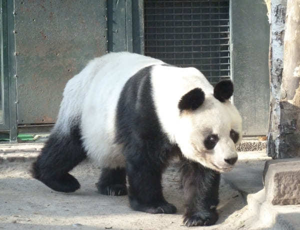 オンラインで可愛いパンダが楽しめる世界の動物園！