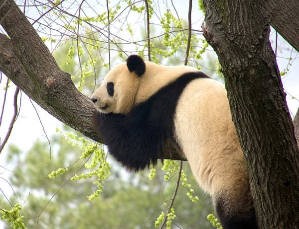 オンラインで可愛いパンダが楽しめる世界の動物園！