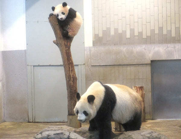 オンラインで可愛いパンダが楽しめる世界の動物園！