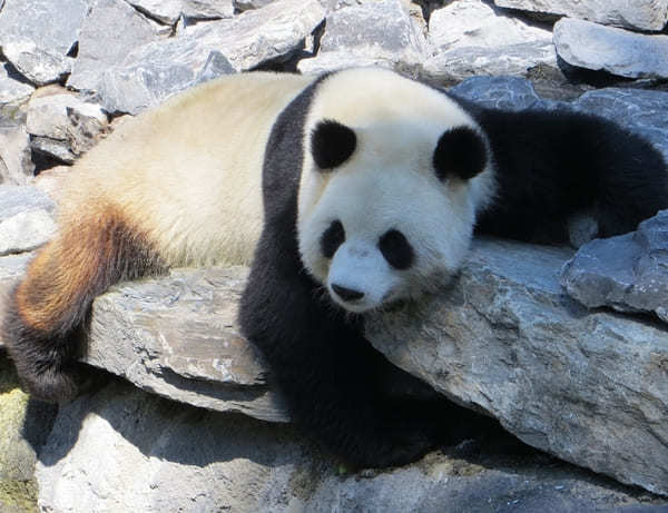 オンラインで可愛いパンダが楽しめる世界の動物園！