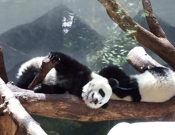 オンラインで可愛いパンダが楽しめる世界の動物園！