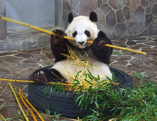 オンラインで可愛いパンダが楽しめる世界の動物園！