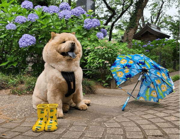 もふもふワンコが可愛い！“キュートなおしり”の写真がたまらん