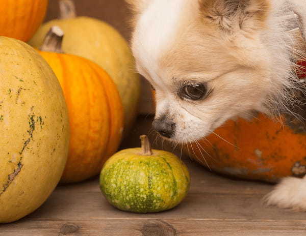 愛犬も食べられる秋の食材（野菜・果物）