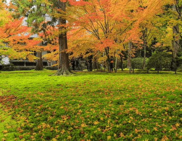 京都のおすすめ苔寺5選！美しい苔の庭が広がる名所特集1.jpg