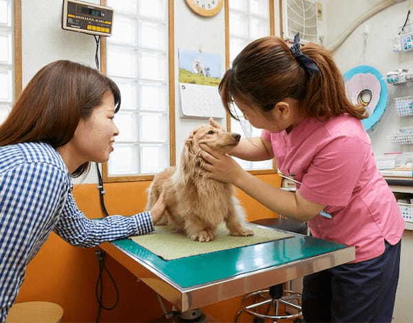 愛犬のデンタルケアレッスン