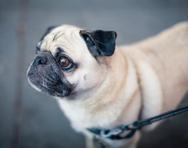 犬の生まれ変わり体験実例をご紹介！見逃せない愛犬の生まれ変わりサインを解説