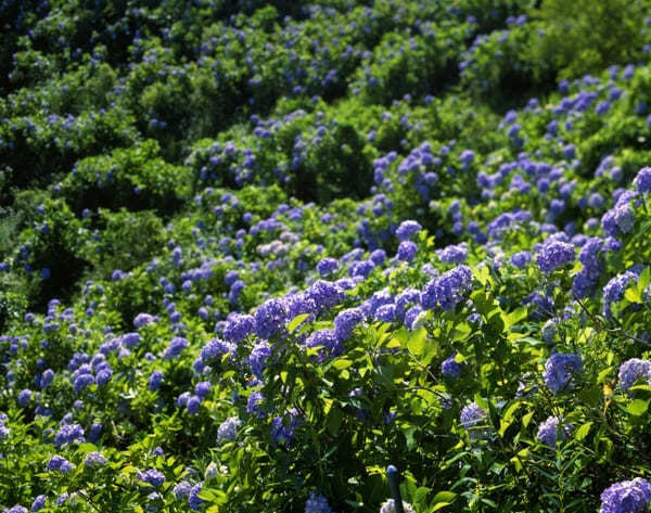 【関東】7月のおすすめ花畑18選！7月に見頃を迎える花の名所ガイド