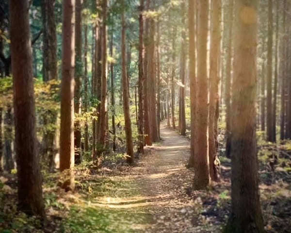 難易度順！東京のオススメ登山コース10選～低山から都内最高峰まで～