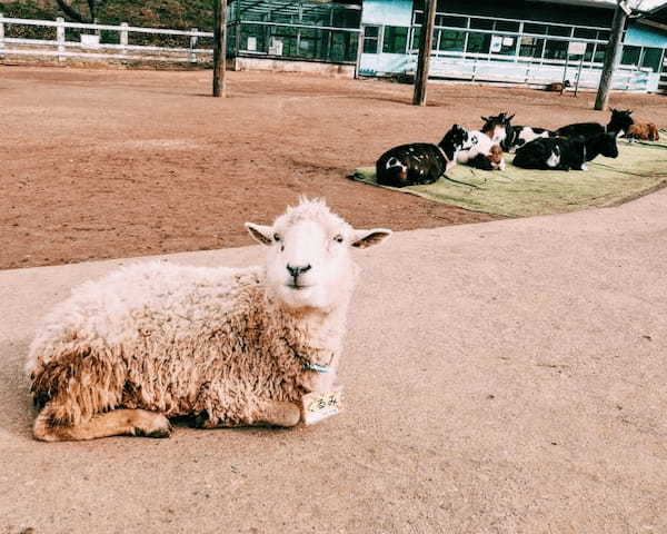 家族連れや犬連れにおすすめ！千葉県の【成田ゆめ牧場】で動物と遊ぼう1.jpg