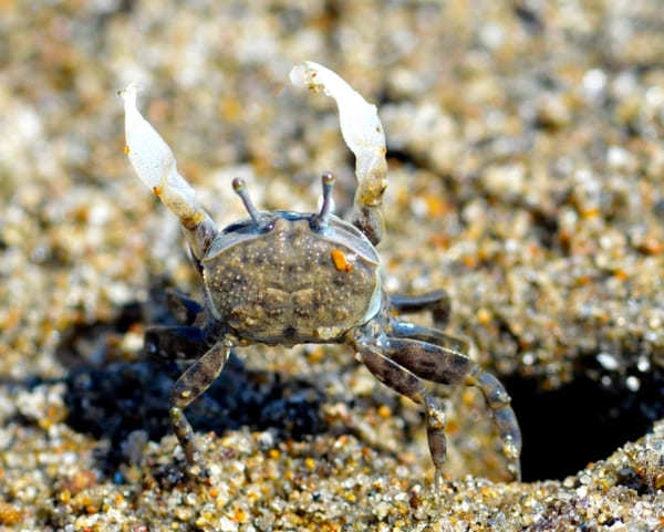  【やまんぐぅ〜】のカヤックツアーで「宮良川のヒルギ林」を冒険！（石垣島）