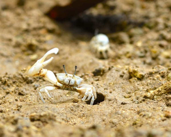  【やまんぐぅ〜】のカヤックツアーで「宮良川のヒルギ林」を冒険！（石垣島）