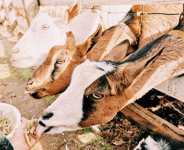 家族連れや犬連れにおすすめ！千葉県の【成田ゆめ牧場】で動物と遊ぼう1.jpg