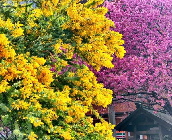 早春の都内で一番美しい神社？ミモザと早咲き桜が彩る蔵前神社へ【台東区】