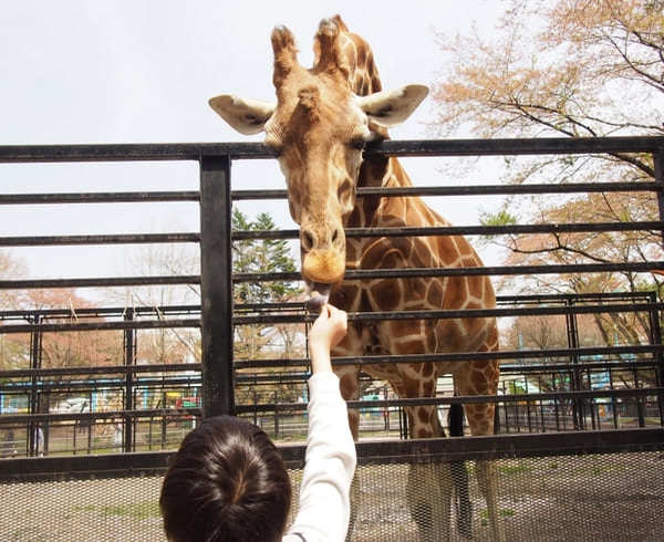 動物園にサファリパークも！栃木・動物と触れ合えるおすすめスポット10選