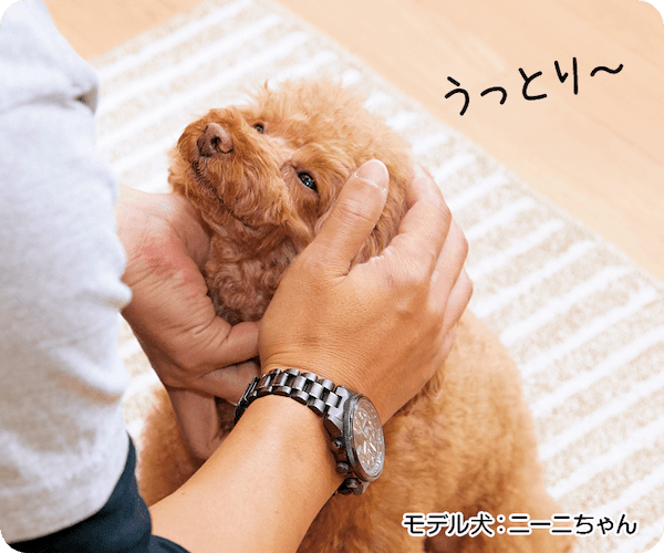 愛犬が寝落ちしちゃう？うっとり触り方講座