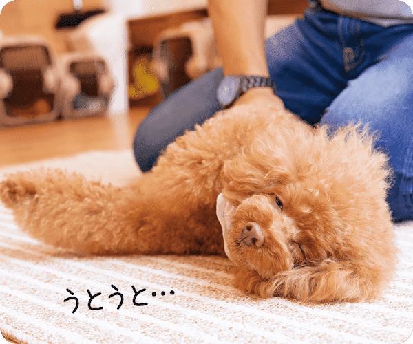 愛犬が寝落ちしちゃう？うっとり触り方講座