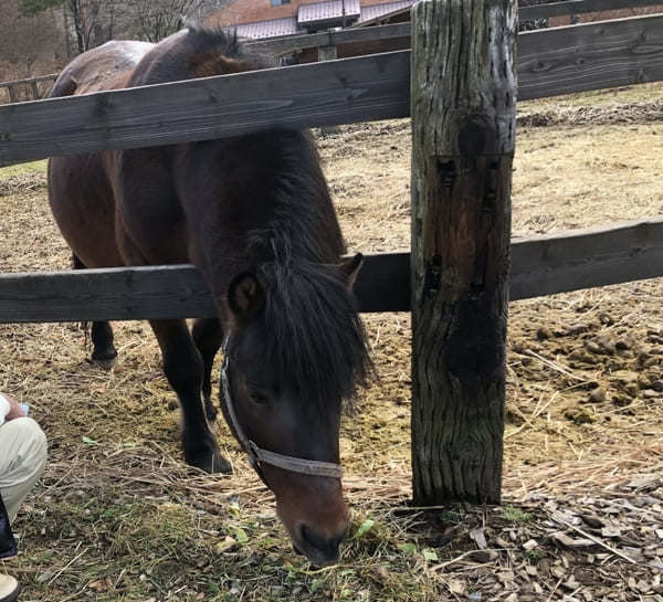 【木曽馬の里】愛らしい「木曽馬」に癒されよう（長野・開田高原）