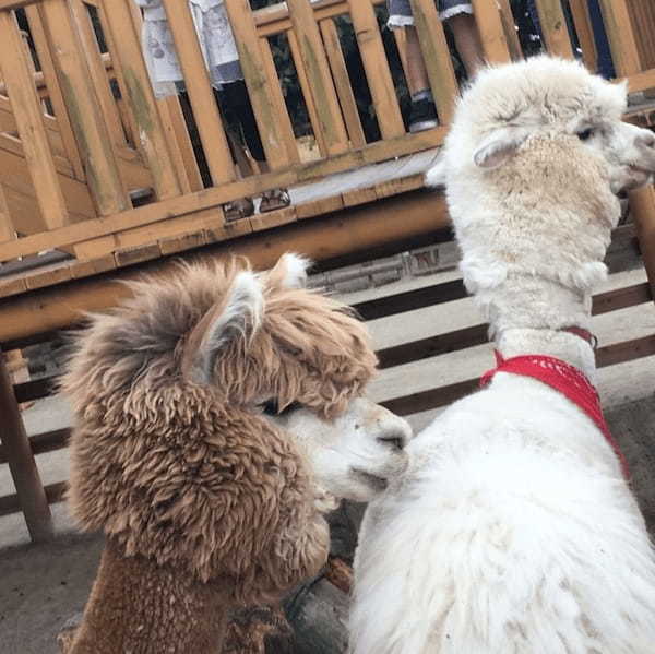 関東の人気動物園TOP16！みんなが行っている動物園ランキング1.jpg