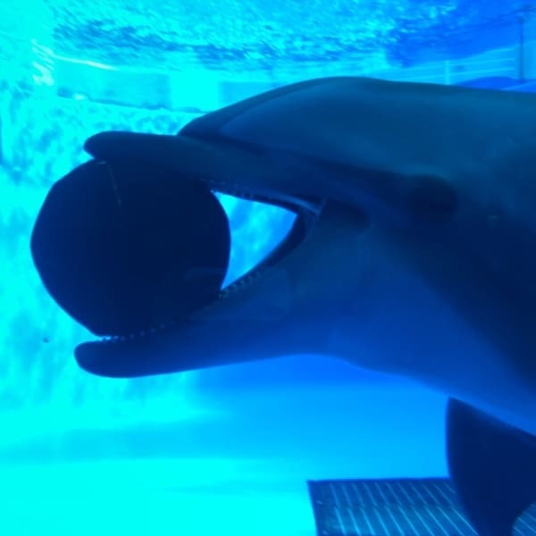 九州の人気水族館TOP8!旅行好きが行っている水族館ランキング