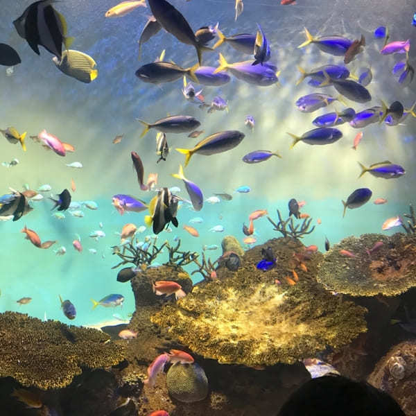 中国地方の人気水族館TOP7!旅行好きが行っている水族館ランキング
