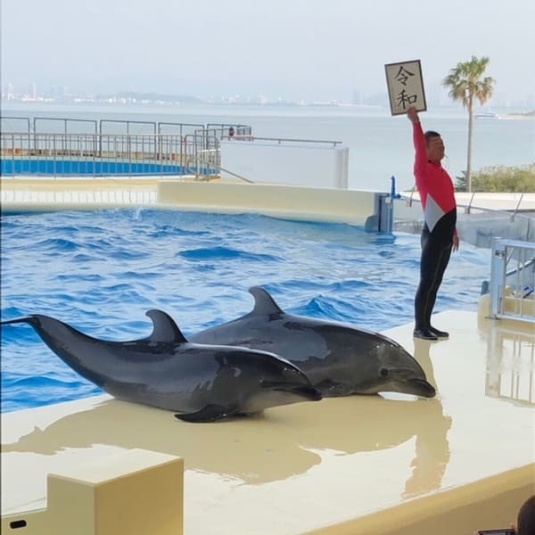 九州の人気水族館TOP8!旅行好きが行っている水族館ランキング