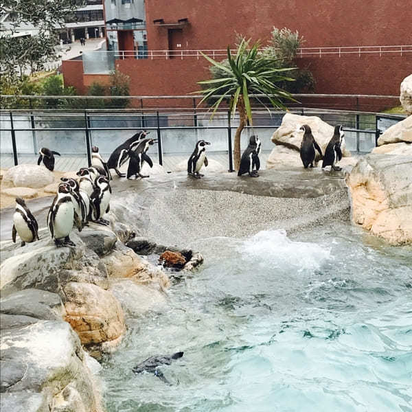 中国地方の人気水族館TOP7!旅行好きが行っている水族館ランキング