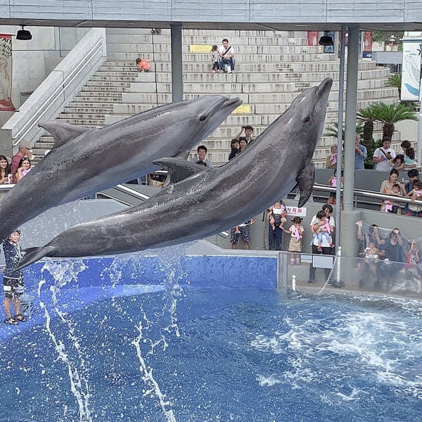 九州の人気水族館TOP8!旅行好きが行っている水族館ランキング