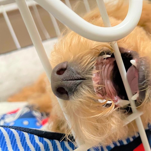 愛犬の歯磨き