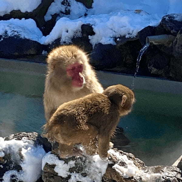 関東の人気動物園TOP16！みんなが行っている動物園ランキング1.jpg