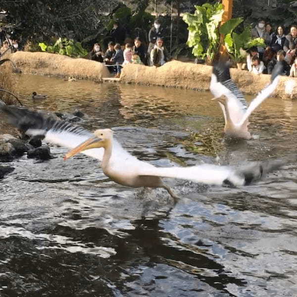 関西の人気動物園TOP10!みんなが行っている動物園ランキング1.jpg