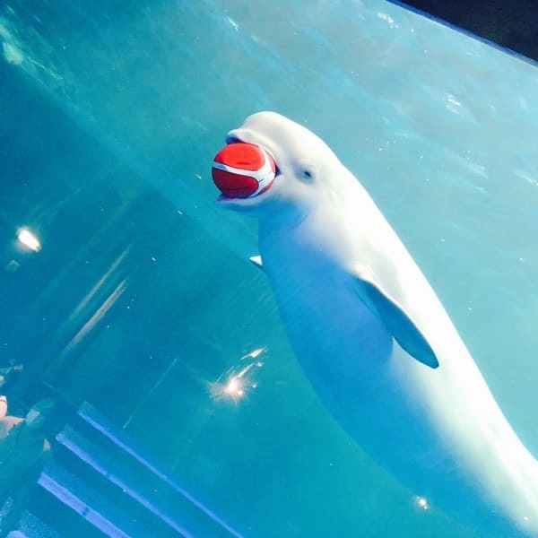 中国地方の人気水族館TOP7!旅行好きが行っている水族館ランキング