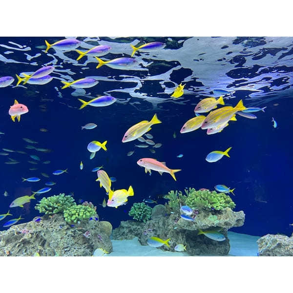 九州の人気水族館TOP8!旅行好きが行っている水族館ランキング