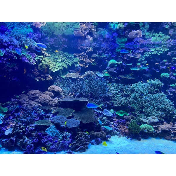 九州の人気水族館TOP8!旅行好きが行っている水族館ランキング