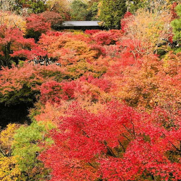 京都・東山の人気観光スポットTOP30！旅行好きが行っている観光地ランキング1.jpg