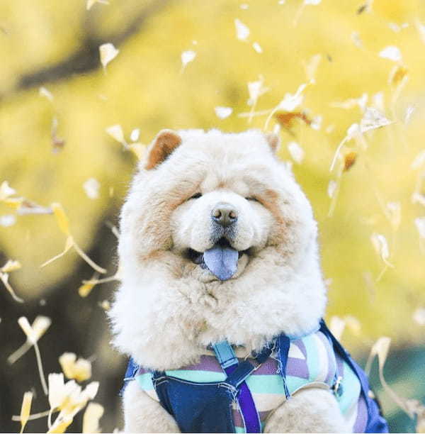 もふもふワンコが可愛い！“キュートなおしり”の写真がたまらん