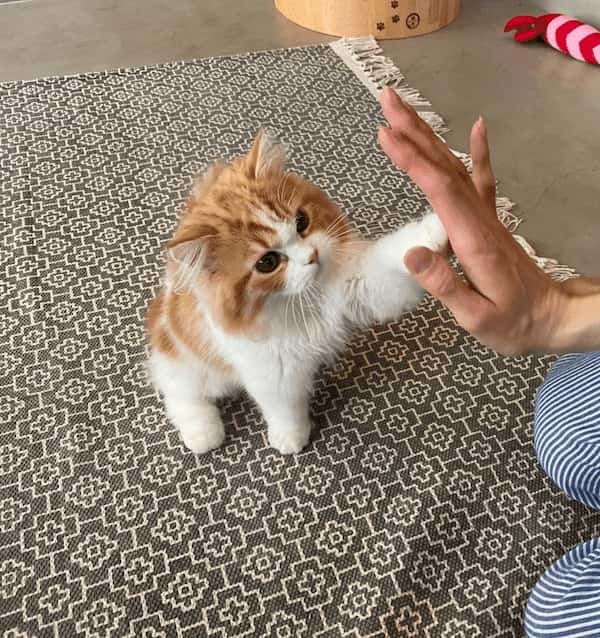 腕力すごっ！キッチンシンクにしがみつく猫が可愛い。普段の様子を飼い主さんに聞いた