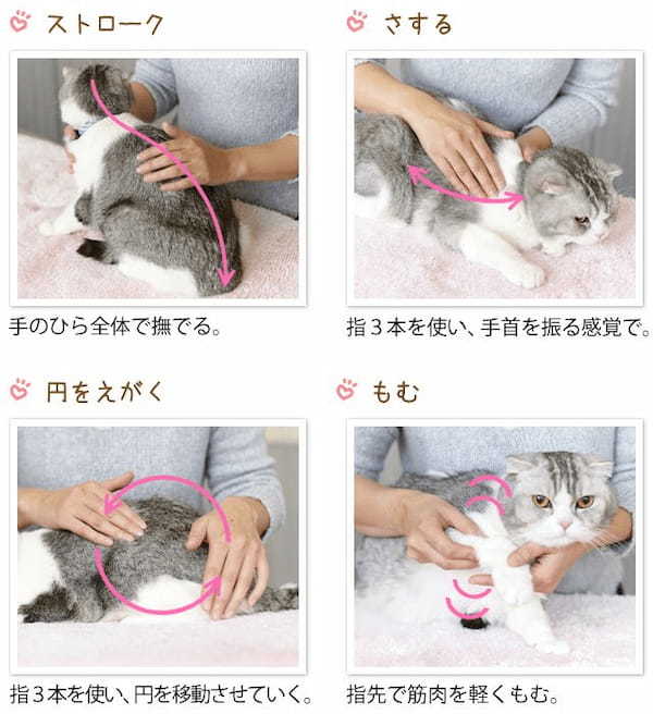 【獣医師監修】猫が撫でられるとうれしいポイントと絆を深めるコミュニケーション術