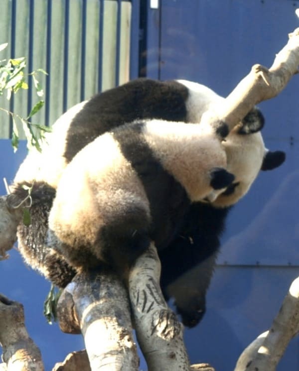 2022年1月双子パンダ公開！抽選と観覧方法【上野動物公園】