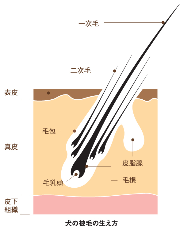 ペットの抜け毛はなぜ起こる？意外と知られていない抜け毛の仕組み